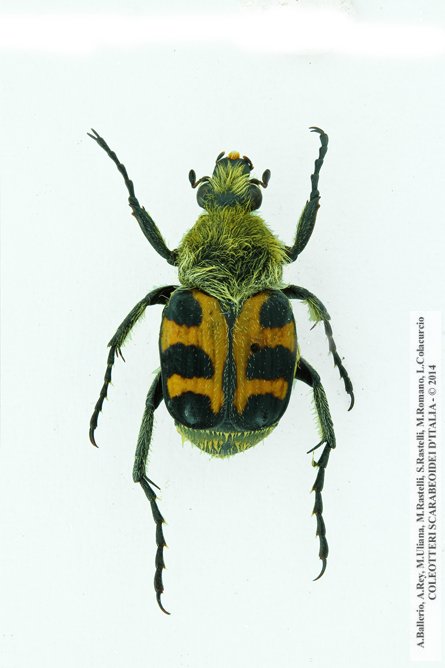 Trichius rosaceus  rosaceus